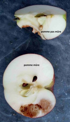 Maturité pommes